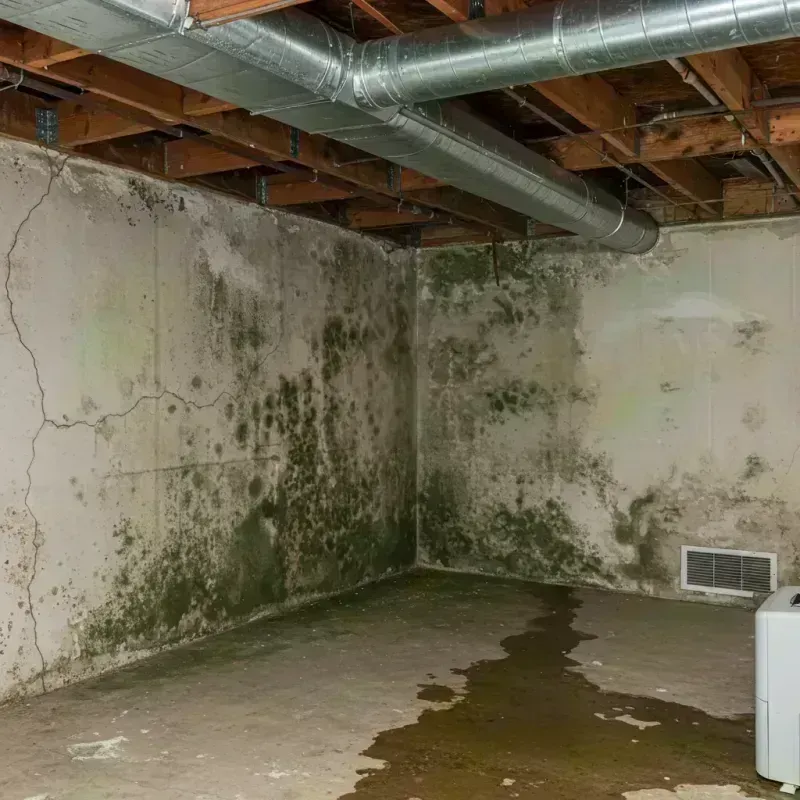 Professional Mold Removal in White Mountain Lake, AZ